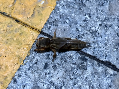 Oriental Mole Cricket