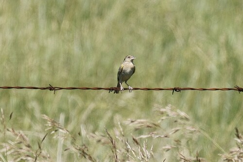 Grasshopper Sparrow