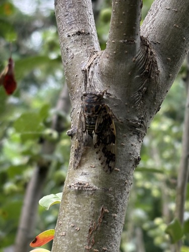 Kaempfer Cicada