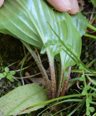 Hosta longipes longipes