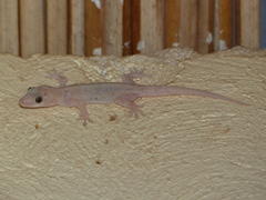 Hemidactylus mabouia