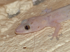 Hemidactylus mabouia