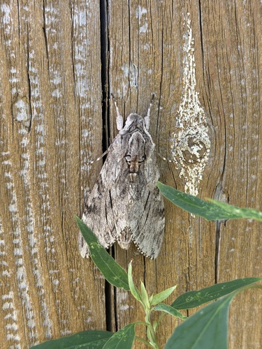 Convolvulus Hawkmoth