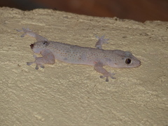 Hemidactylus mabouia