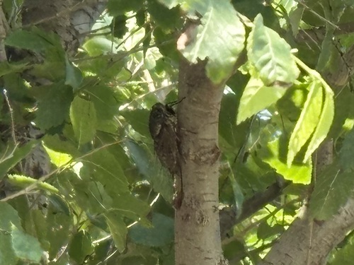 Eastern horse cicada