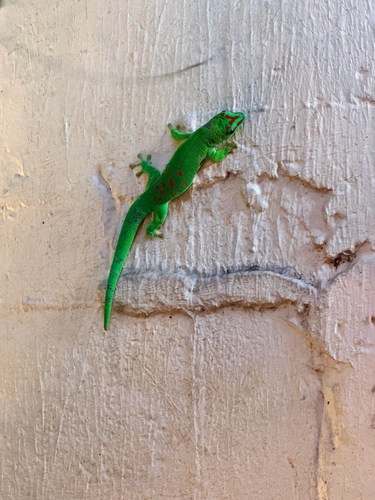 Phelsuma grandis observed 2026-07-25
