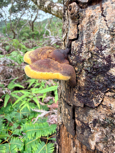 Phellinus observed 2026-07-26