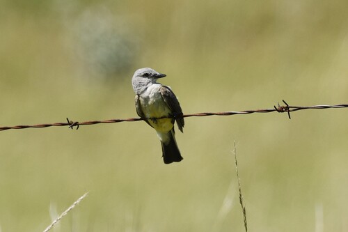 Western Kingbird