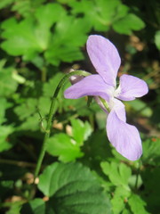 Viola reichenbachiana