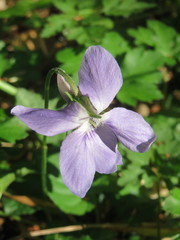 Viola reichenbachiana