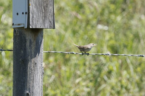 Northern House Wren