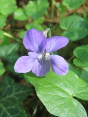 Viola reichenbachiana