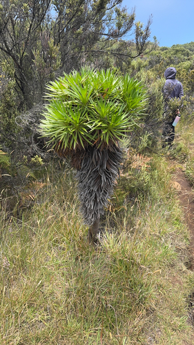 Argyroxiphium grayanum observed 2026-07-26