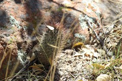 Coryphantha clavata