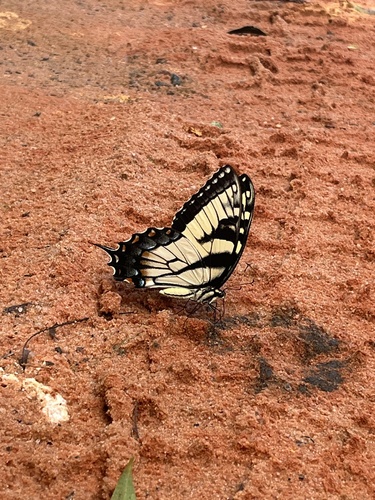 Eastern Tiger Swallowtail