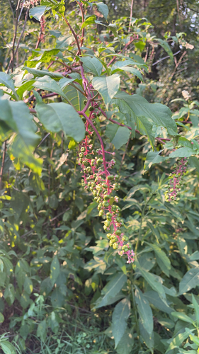 American pokeweed