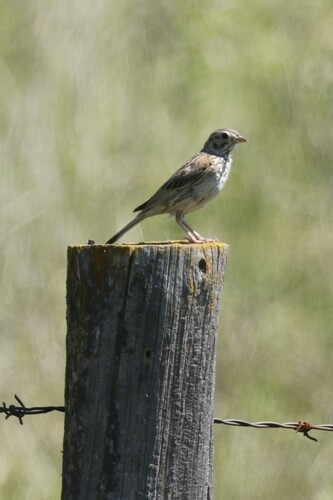 Vesper Sparrow