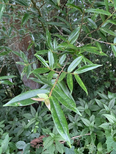 Eurya strigillosa observed 2026-07-27