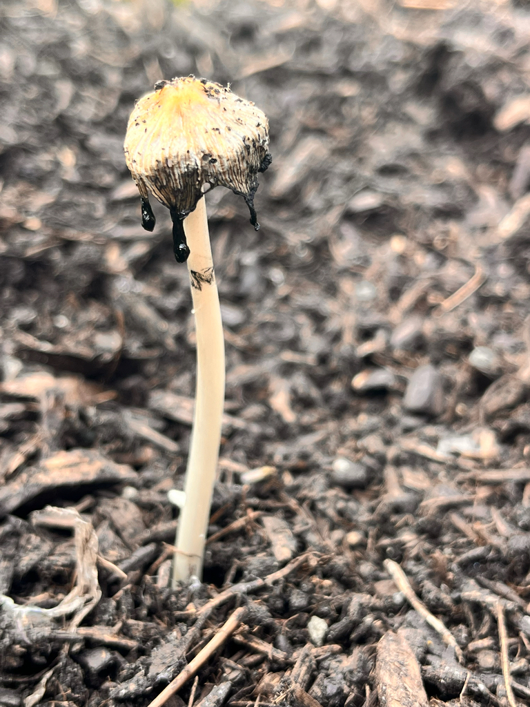 flocculose inkcap · July 2026 · photo: Photo: (c) Steve Taylor, some rights reserved (CC BY) · iNaturalist