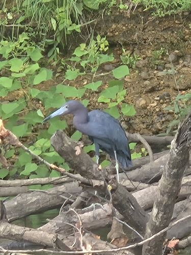 iNaturalist image