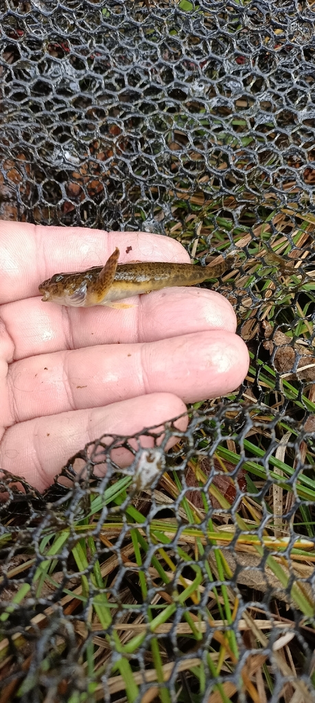 Gratzianow's Sculpin