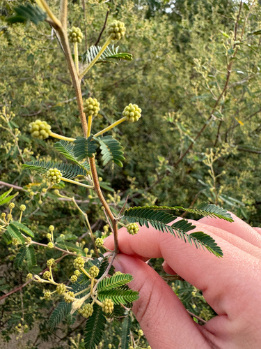 Mimosa pilulifera