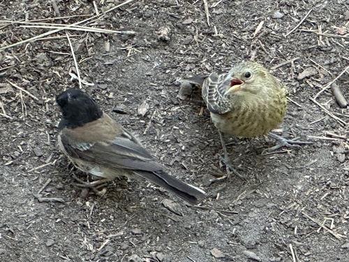 iNaturalist observation photo of Dark-eyed Junco