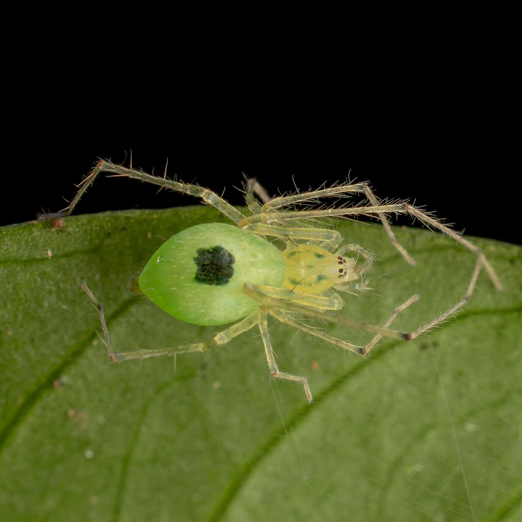 Wulfilopsis tripunctata