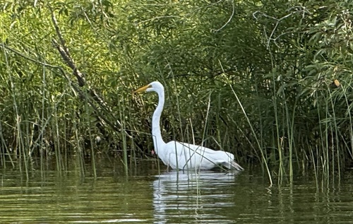 iNaturalist image