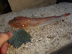 Chelidonichthys lucerna