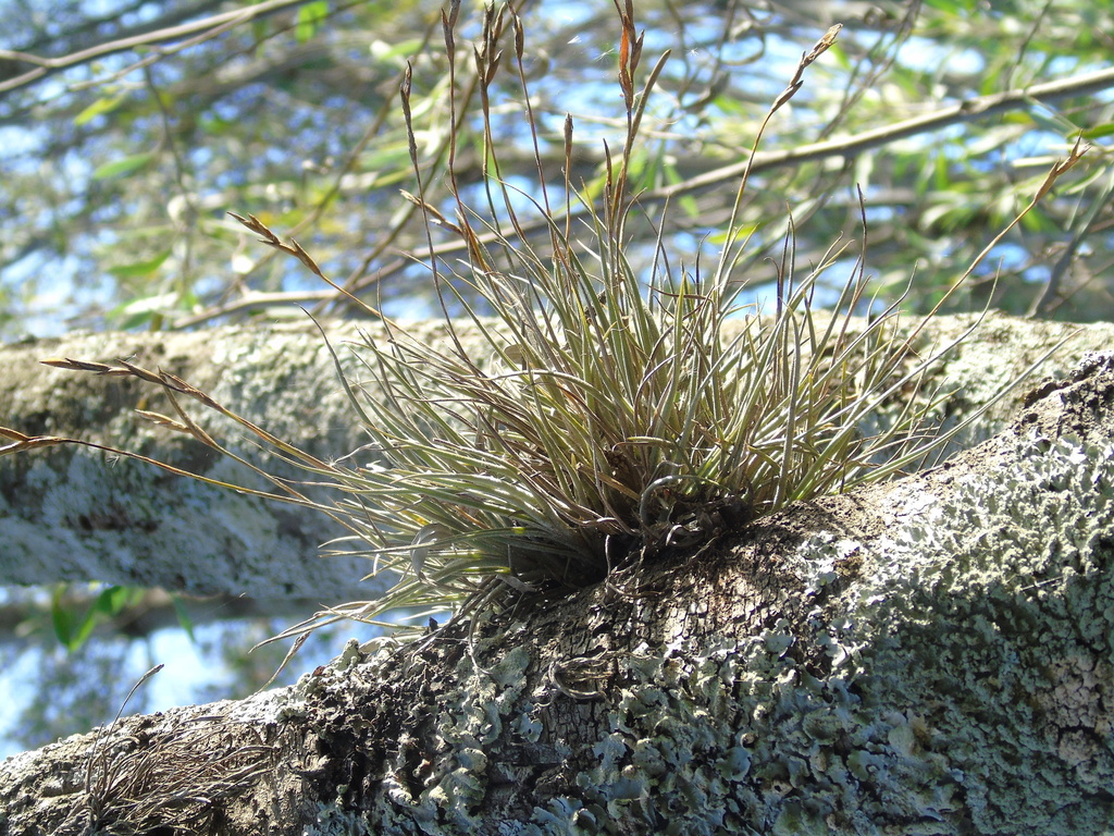 Tillandsia bandensis; photograph (c) Lucila Trussi, some rights reserved (CC BY)