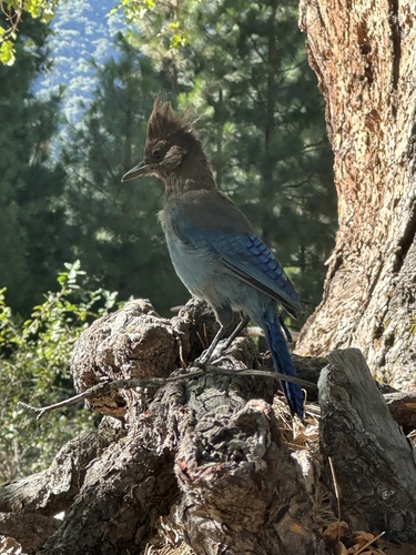 iNaturalist observation photo of Steller's Jay
