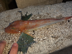 Chelidonichthys lucerna