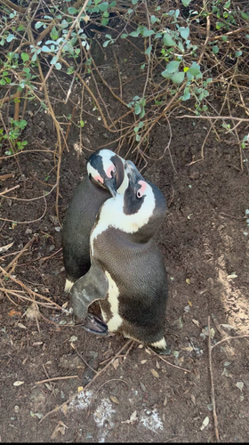 iNaturalist image