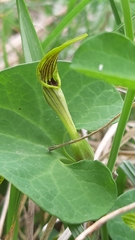 Aristolochia pallida