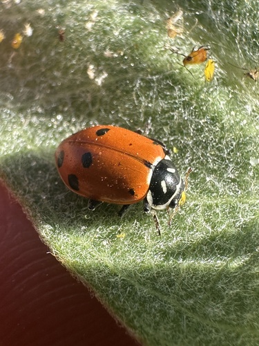 iNaturalist observation photo of Convergent Lady Beetle