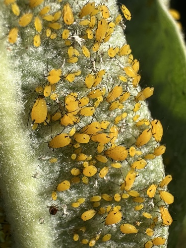 iNaturalist observation photo of Oleander Aphid