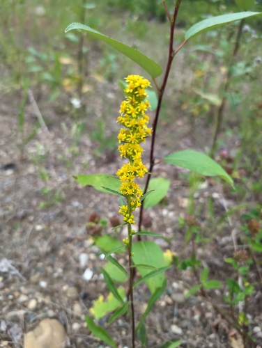coast goldenrod