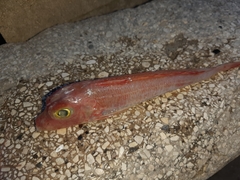 Chelidonichthys cuculus