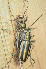 Hypaetha quadrilineata