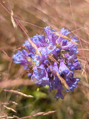 iNaturalist observation photo of Rydberg's Beardtongue