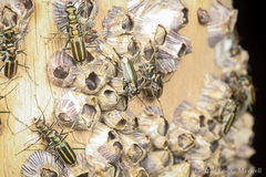 Hypaetha quadrilineata