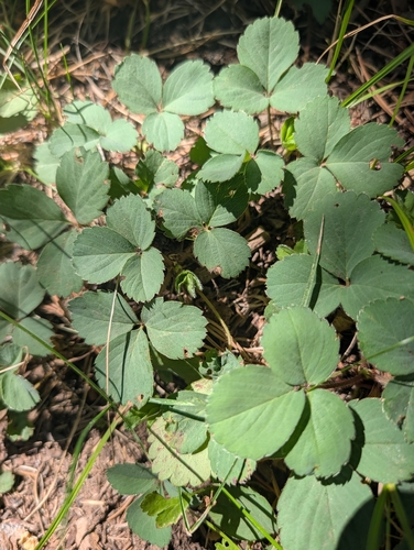 iNaturalist observation photo of Virginia strawberry