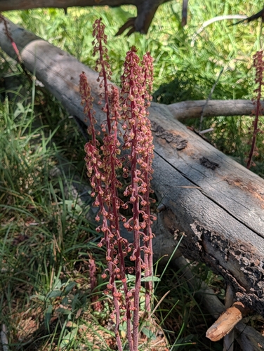 iNaturalist observation photo of woodland pinedrops