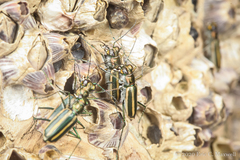 Hypaetha quadrilineata