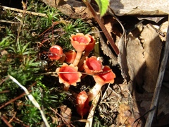 Microstoma protractum