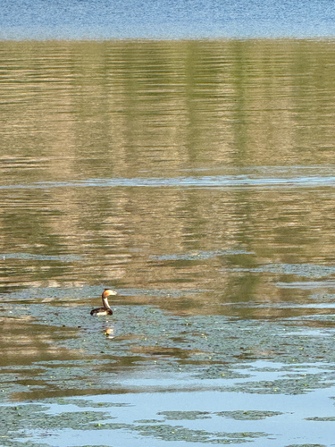 iNaturalist image