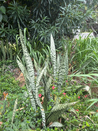 Sansevieria observed 2026-07-26