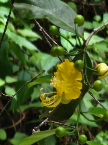 Swartzia simplex observed 2026-07-20