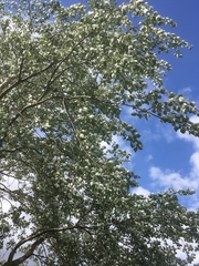 Populus alba
